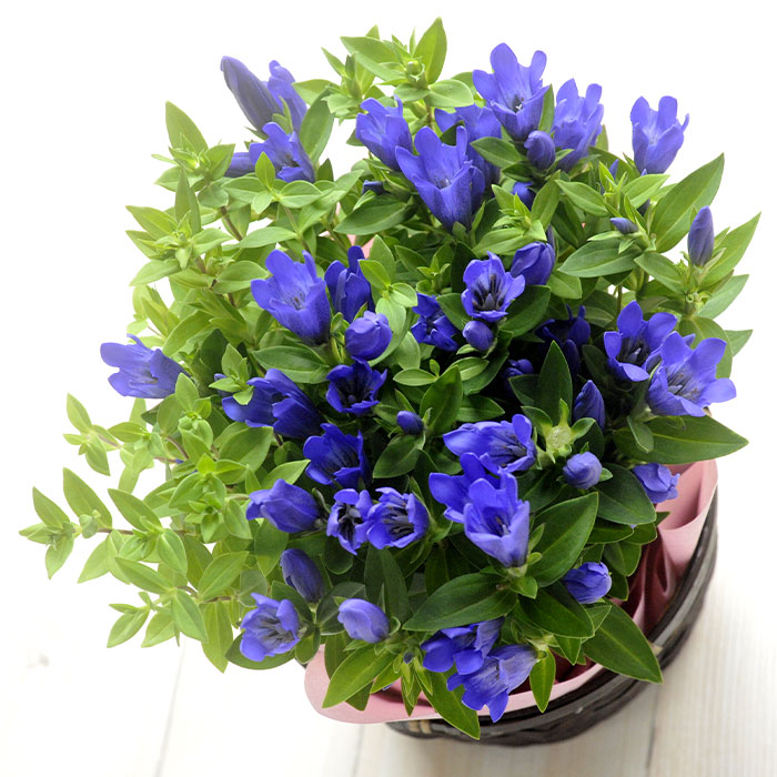 青りんどう花鉢