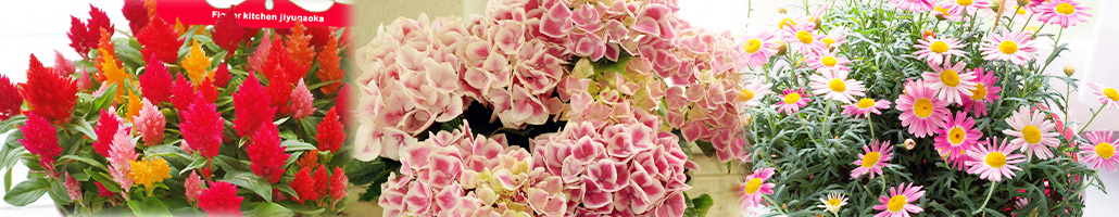 母の日に贈る ケイトウ　あじさい　マーガレット