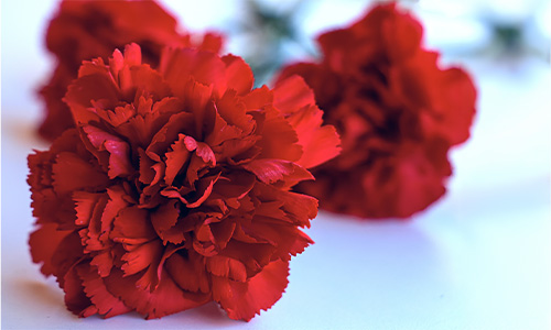 赤いカーネーション