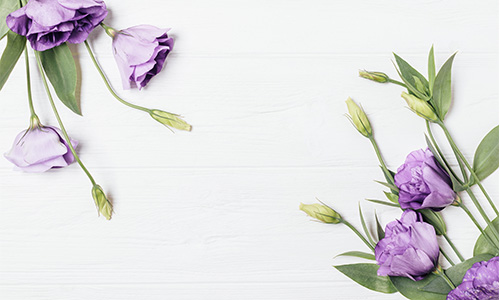 トルコキキョウの画像