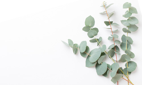 ユーカリの画像