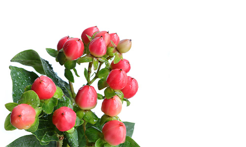 ヒペリカムの画像