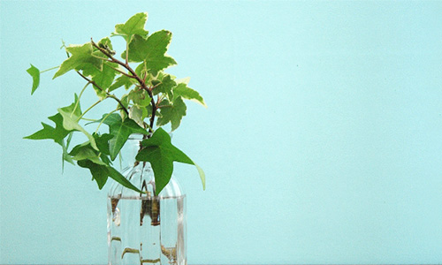 アイビーの画像