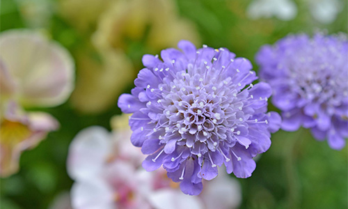 スカビオサの画像