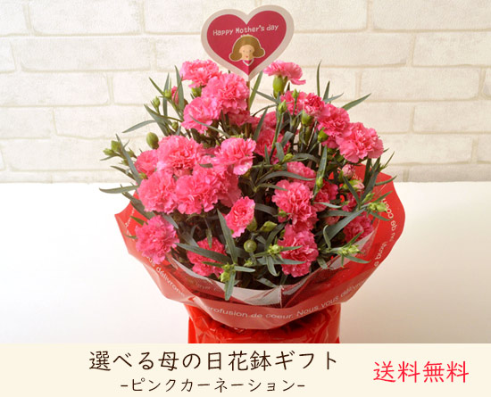 花鉢単品　ピンクカーネ