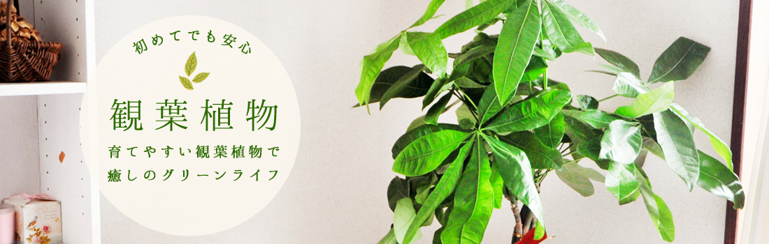 観葉植物特集