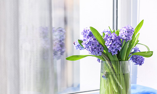 ヒヤシンスの画像