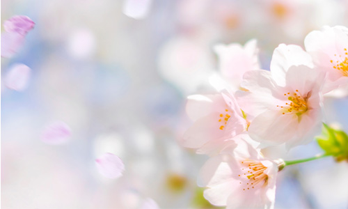 桜の画像