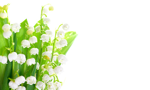 スズランの画像