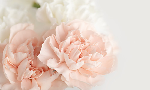 カーネーションの画像