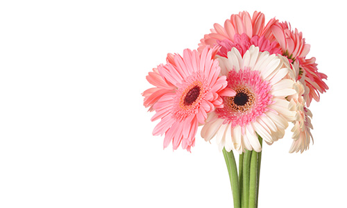 ガーベラの画像