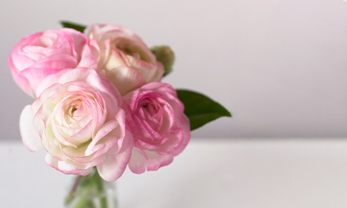 ラナンキュラスの画像