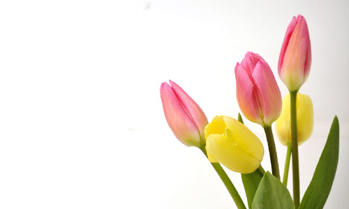 チューリップの画像