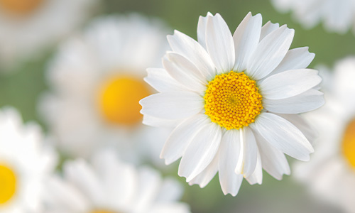 マーガレットの画像