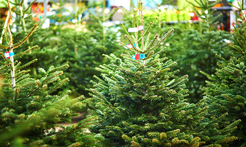 もみの木の画像