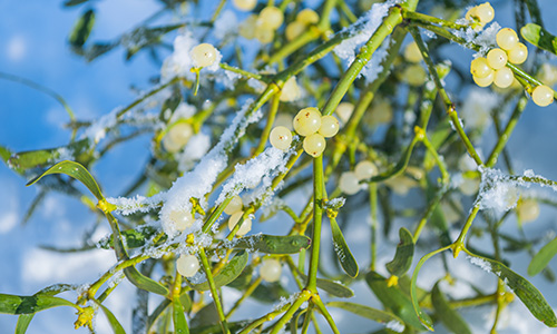 ヤドリギの画像