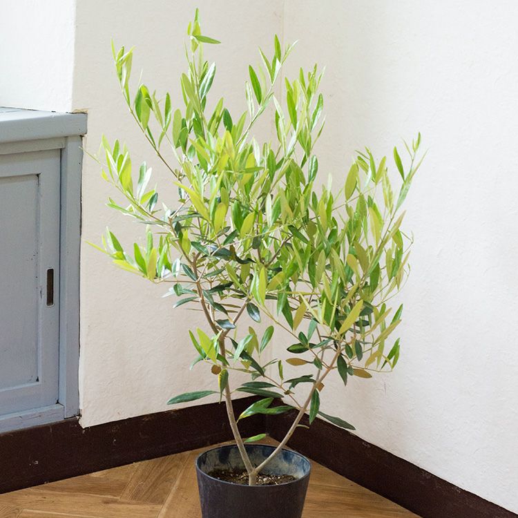 観葉植物 オリーブの木 品種おまかせオリーブ 6号鉢 かごなし