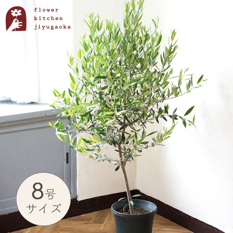 観葉植物 オリーブの木 品種おまかせオリーブ8号鉢 かごなし