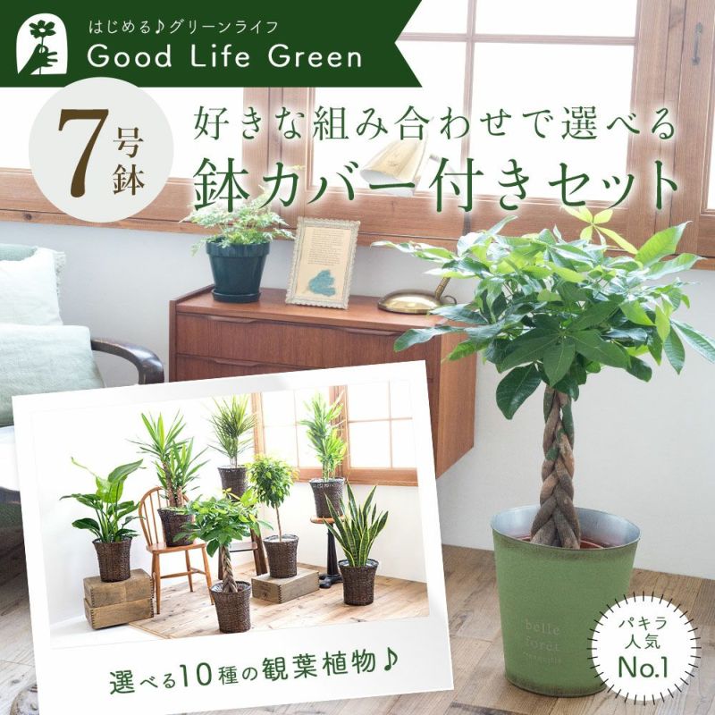 観葉植物 フラワーキッチン パキラ の鉢植え (パキラ7号)-