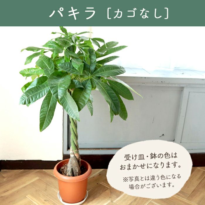 観葉植物 パキラ7号鉢 選べる2種類 FKTK | Flower Kitchen JIYUGAOKA