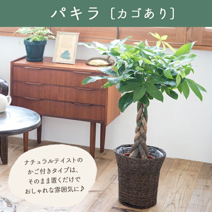 観葉植物 パキラ7号鉢 選べる2種類 FKTK | Flower Kitchen JIYUGAOKA