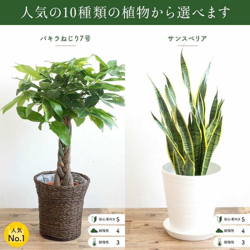 選べる観葉植物 パキラ ストレリチア ドラセナ ベンジャミン ユッカ モンステラ ポトス 鉢植え7号鉢 FKTK | Flower Kitchen  JIYUGAOKA