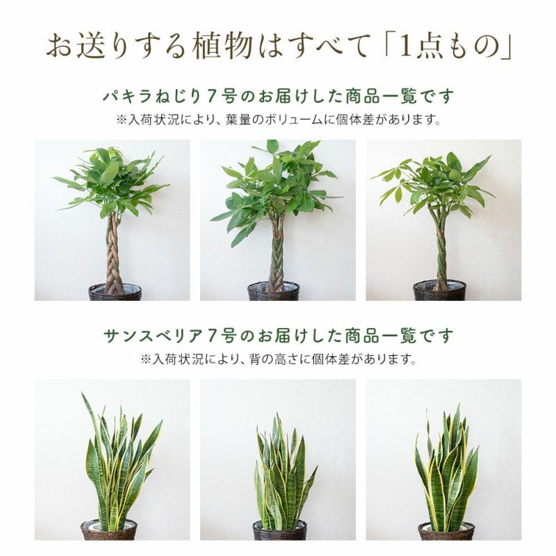 選べる観葉植物 パキラ ストレリチア ドラセナ ベンジャミン ユッカ モンステラ ポトス 鉢植え7号鉢 FKTK | Flower Kitchen  JIYUGAOKA