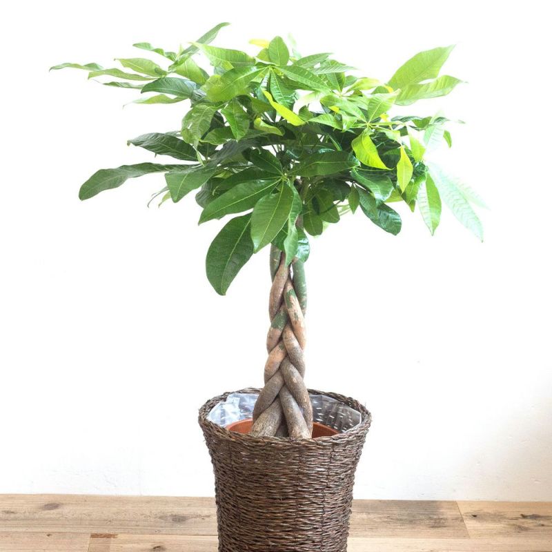 観葉植物