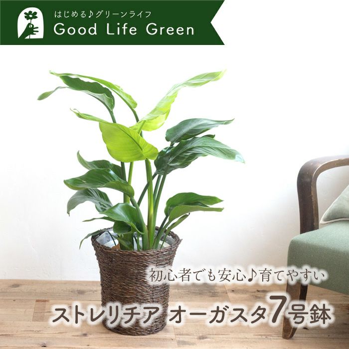  観葉植物 ストレリチアオーガスタ 7号鉢