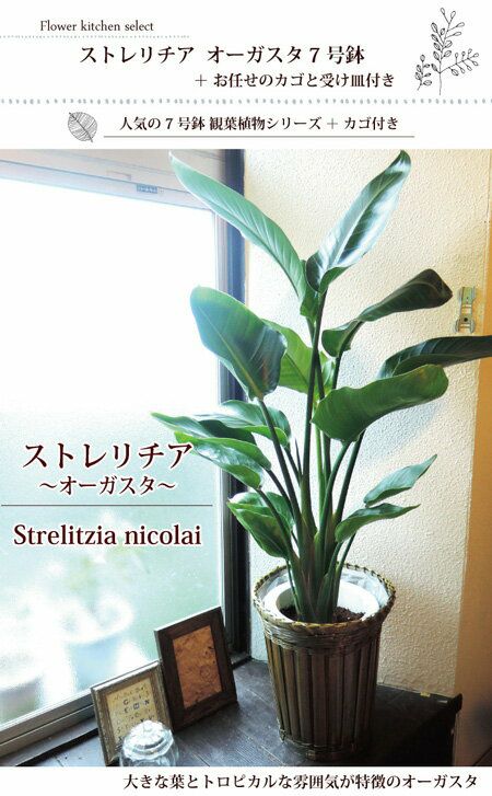 観葉植物ストレリチアオーガスタ 7号鉢 FKTK | Flower Kitchen JIYUGAOKA
