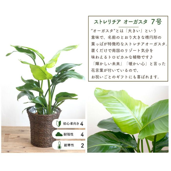  観葉植物 ストレリチアオーガスタ 7号鉢