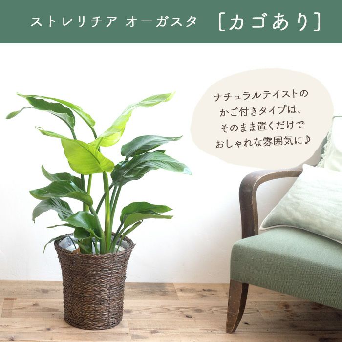  観葉植物 ストレリチアオーガスタ 7号鉢