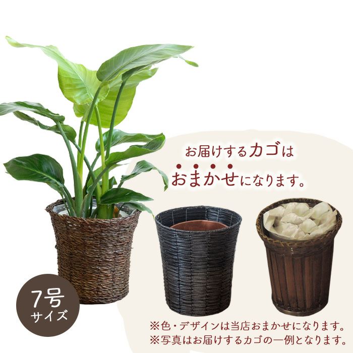  観葉植物 ストレリチアオーガスタ 7号鉢