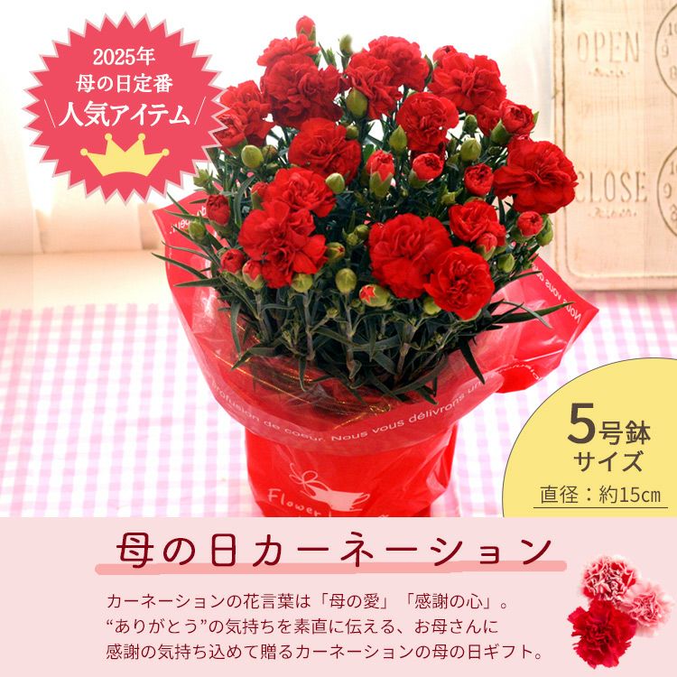 【限定販売】 000000000253-04-l.jpg?t= その他
