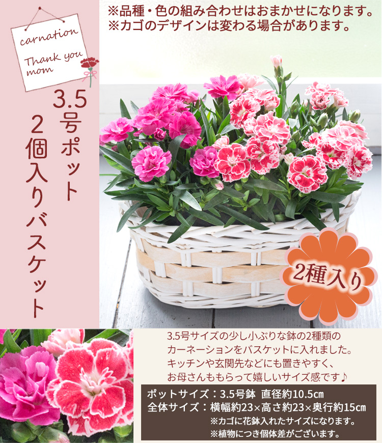 母の日 選べる花鉢 カーネーション・あじさい 他2024 FKHH | Flower 