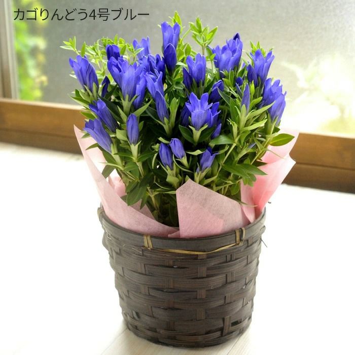 敬老の日リンドウ4号