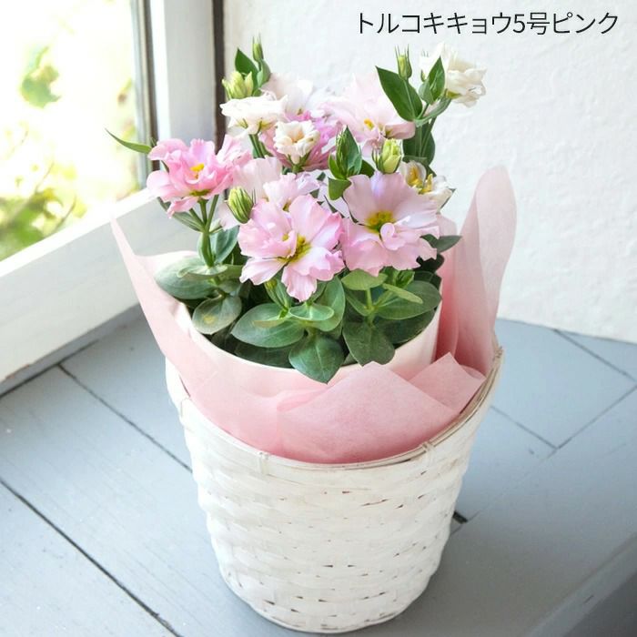 敬老の日トルコキキョウ5号