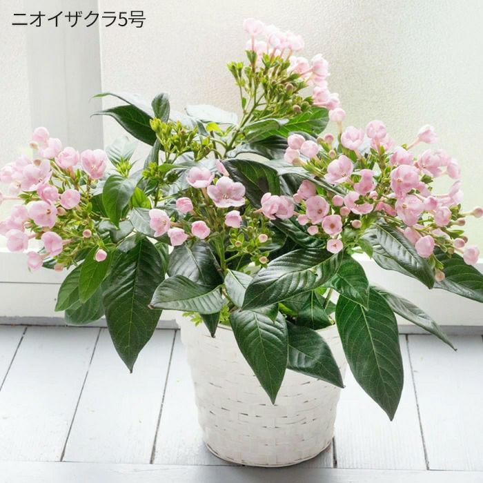 敬老の日ニオイザクラ5号