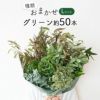 グリーンおまかせ50本セット