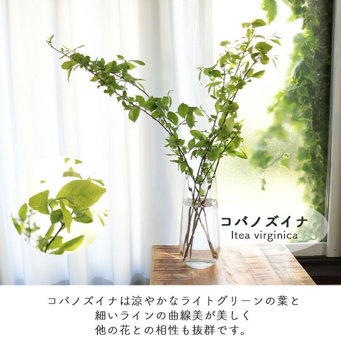 選べるインテリアグリーン 枝物 植物 生花 インテリア グリーン ディスプレイ 日時指定不可 送料無料（一部地域を除く） FKTFS | Flower  Kitchen JIYUGAOKA