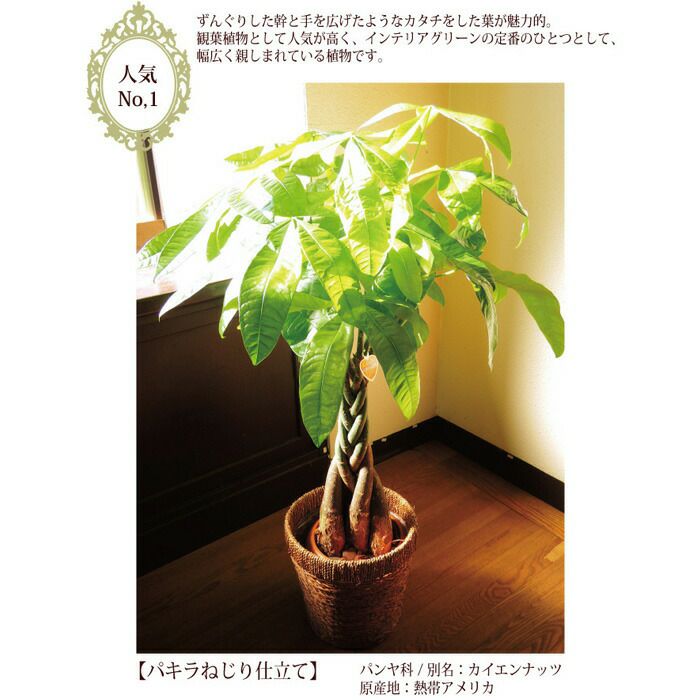 観葉植物 観葉植物 寄せ植え(幸福の木)7号角浅陶器鉢 高さ約65cm