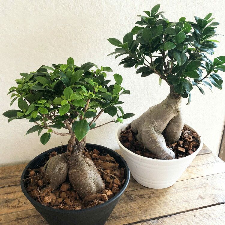 観葉植物 ガジュマル７寸 浅鉢 セラート鉢