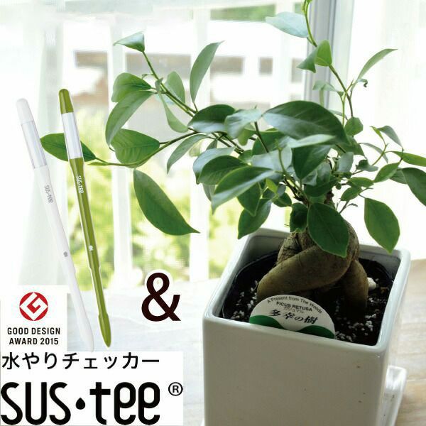 観葉植物　ガジュマル四角陶器 ＋ サスティーM