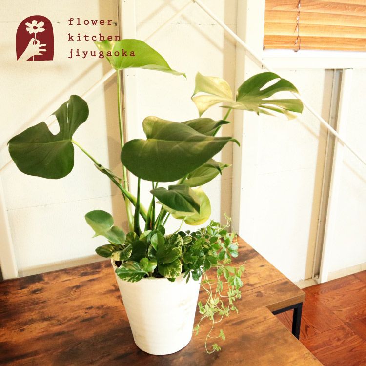 選べる観葉植物 8号鉢 ミニ観葉の寄せ植え インテリアグリーン FKTK