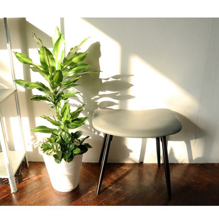 選べる観葉植物 8号鉢 ミニ観葉の寄せ植え インテリアグリーン FKTK