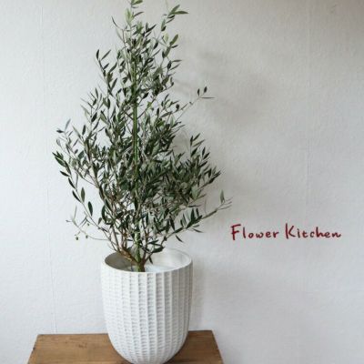 オリーブの木 | Flower Kitchen JIYUGAOKA