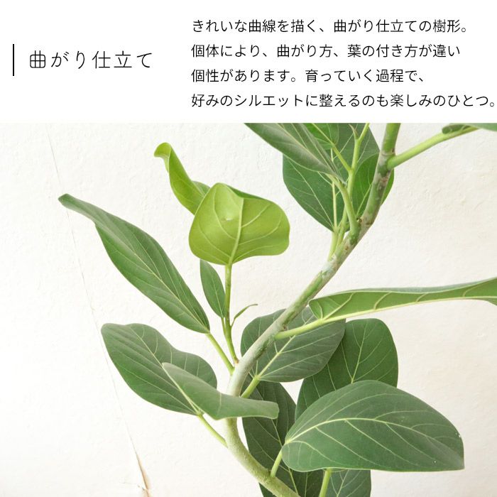 ②　フィカス　ベンガレンシ　オードリー　曲がり仕立て　７号　最高等級 楽天市場】観葉植物 選べる フィカス ベンガレンシス オードリー