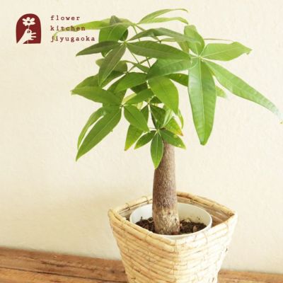中くらいの観葉植物 | Flower Kitchen JIYUGAOKA 中くらいの観葉植物 | Flower Kitchen JIYUGAOKA