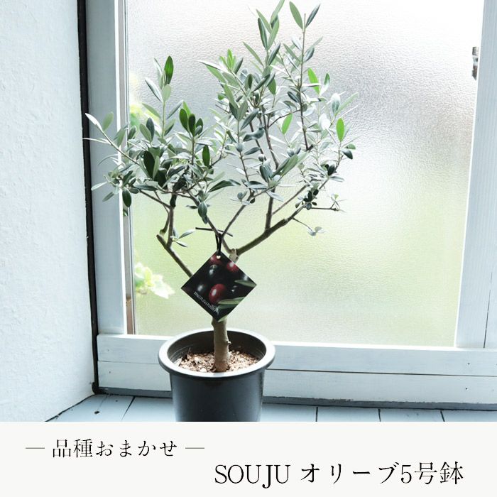 観葉 SOUJU オリーブ 5号鉢 品種おまかせ 創樹 オリーブの木 FKTK