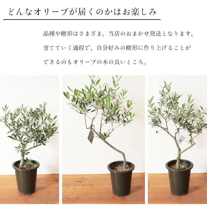 観葉 SOUJU オリーブ 5号鉢 品種おまかせ 創樹 オリーブの木 FKTK
